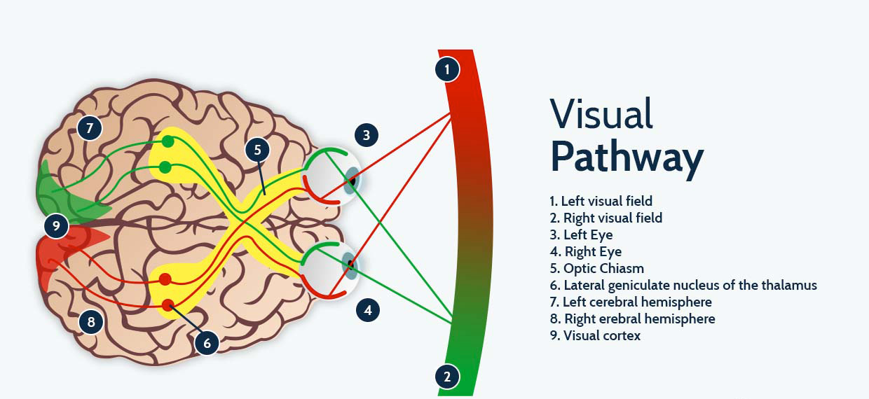 Amblyopia pathway